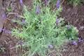  Spanish lavender، topped lavender